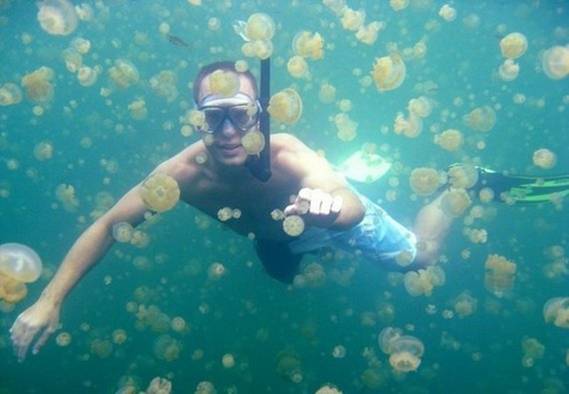 Медузное озеро (11 фото)