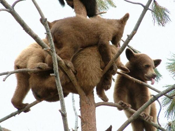 Медвежата на дереве (2 фото)